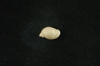 藏品(小椎實螺)的圖片